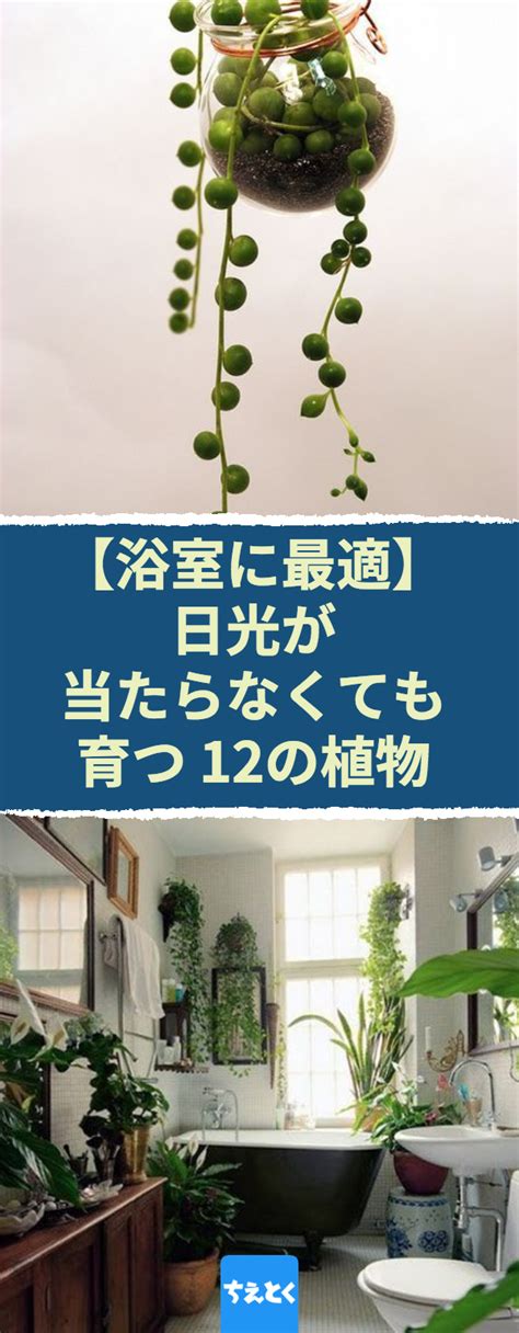 浴室植物|浴室でも育つおすすめの植物16選！管理の注意点＆ポ。